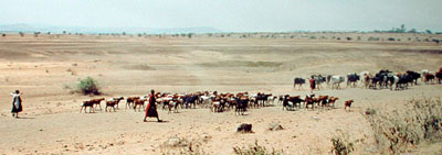 masai-&-cattle.jpg