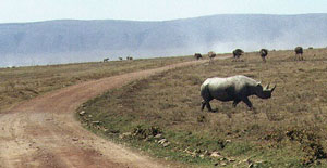 Img23.jpg