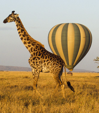 Ngorongoro safari