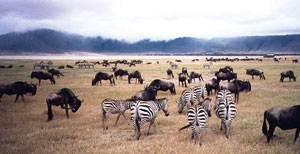 zebras  wildebeast.jpg